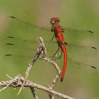 White-faced Meadowhawk