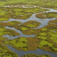Whangamarino Wetland