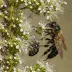 White-capped Mason Bee (Hoplitis albifrons)