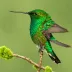 Western Emerald