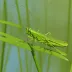 Water Meadow Grasshopper (Chorthippus montanus)