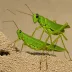 Wingless Grasshopper (Chrotogonus oxypterus)