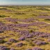 Walberswick Common