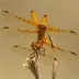 Western Amberwing