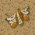 Wood tiger moth
