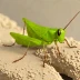 Xyleus discoideus