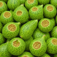 Xishuangbanna Gourd