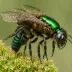 Xylocopa splendidula