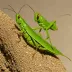 Xenocatantops humilis
