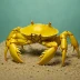 Yellow Land Crab
