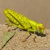 Yellow-winged locust (Oedaleus decorus)