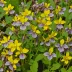 Yellow Violet