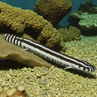 Zebra spiny eel