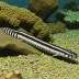Zebra spiny eel