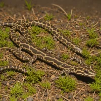 Zigzag Salamander