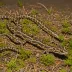 Zigzag Salamander