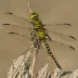 Zebra Clubtail