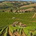 Zichichi Family Vineyard