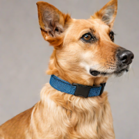 ZippyPaws Soft Mesh Collar