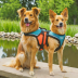 ZippyPaws Life West Harness