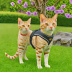 Zesty Cat Harness