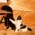 Smalls Human-Grade Fresh Cat Food