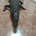 Crocodile Trophy