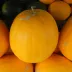 Citrullus lanatus (Watermelon)