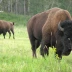 Elk Island National Park