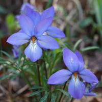 Bird's Foot Violet
