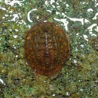 Water Penny Beetle