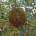 Water Penny Beetle
