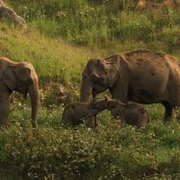 Anamalai Tiger Reserve