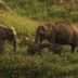 Anamalai Tiger Reserve