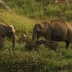 Anamalai Tiger Reserve