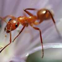 Ant