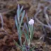 Andromeda polifolia (Bog Rosemary)