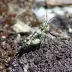 Australian wingless grasshopper (Phaulacridium vittatum)