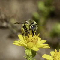Anthophora urbana
