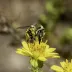 Anthophora urbana
