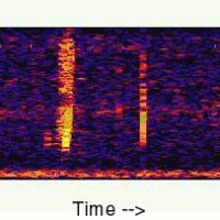 Amplitude E-Commerce