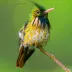 Black-crested coquette