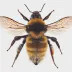 Bombus distinguendus