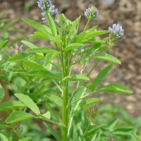 Blue Fenugreek