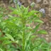 Blue Fenugreek