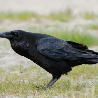 Corvus