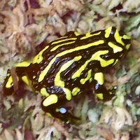 Corroboree Frog