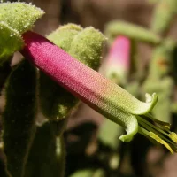 Correa reflexa