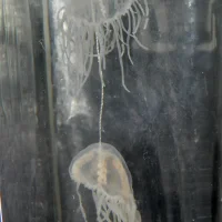 Clinging Jellyfish (Gonionemus vertens)