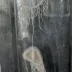 Clinging Jellyfish (Gonionemus vertens)